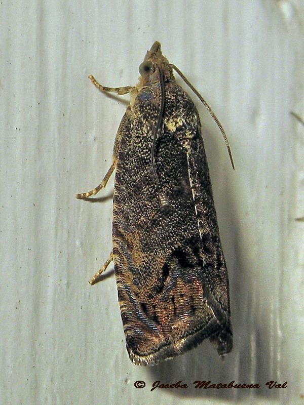 Tortricidae: Notocelia uddmanniana ?   No, Cydia splendana